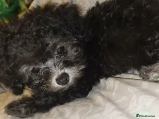 Chipoo dogs 🐾 Beautiful Chipoo × Micro Asian Poodle Puppies🐾 - Advert 6