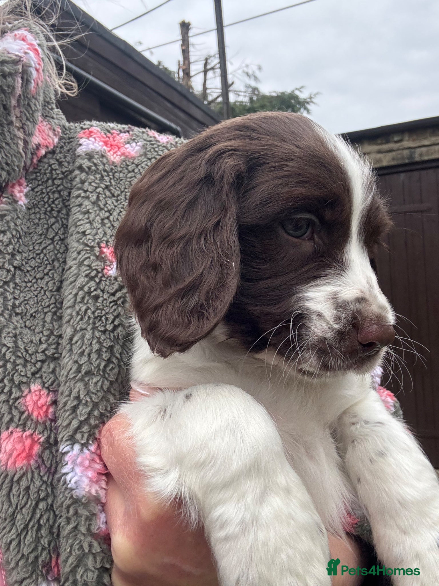 English Springer Spaniel dogs Kc reg Broccoli and sprout available   ❤️ - Advert 1