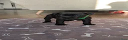 Staffordshire Bull Terrier dogs for sale: *REDUCED* Registered Staffordshire Bull Terrier  - Advert 12