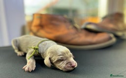 Weimaraner dogs for sale: 🐾Adorable KC Registered Weimaraner Puppies🐾 - Image 25