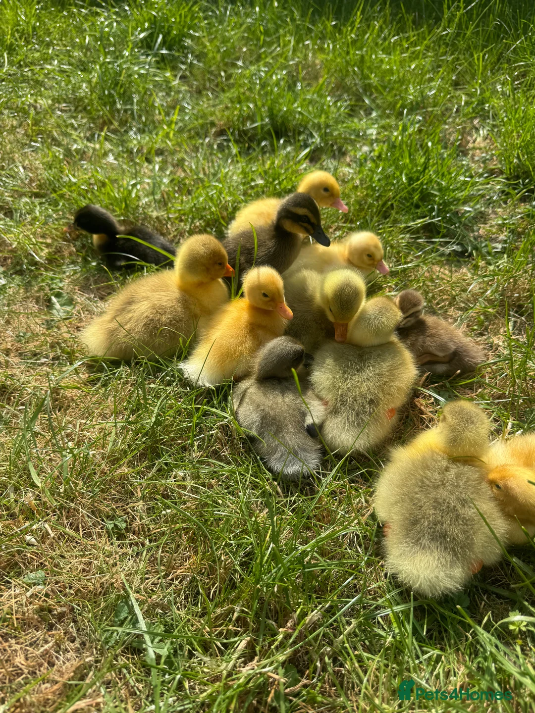 Ducks poultry for sale: gorgeous ducklings  - Advert 1