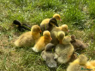 Ducks poultry gorgeous ducklings - Advert 1