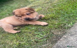Shar Pei dogs for sale: 1 Black girl left  - Image 13