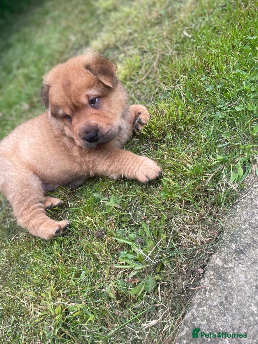 Shar Pei dogs for sale: 1 Black girl left  - Image 13