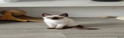 Siamese cats for sale: 1 ADORABLE GIRL AVAILABLE 🌸🌸🌸 - Advert 3