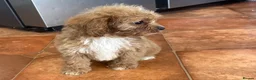 Cavapoo dogs for sale: Tiny Toy Cavapoo Puppies - Advert 3
