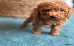 Miniature Poodle dogs for sale: 🐾 Beautiful KC 🦊 Red Miniature Poodle Puppies 🐾 - Image 29