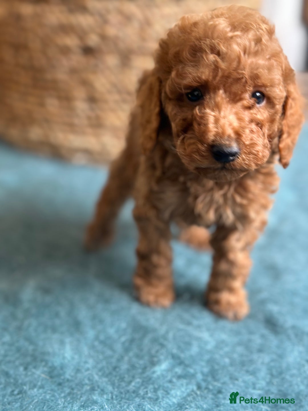 Miniature Poodle dogs for sale: 🐾 Beautiful KC 🦊 Red Miniature Poodle Puppies 🐾 - Image 29