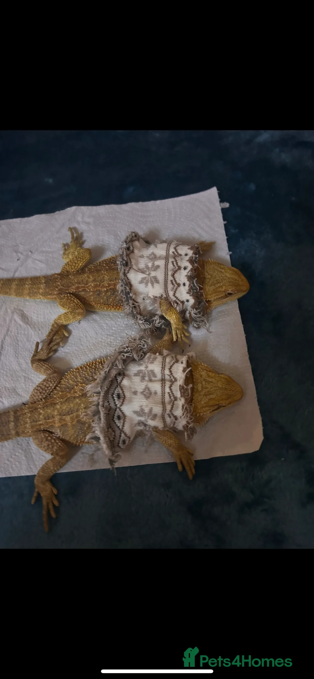 Bearded Dragon reptiles for sale: Two dragons ( brother and sister)  - Advert 2