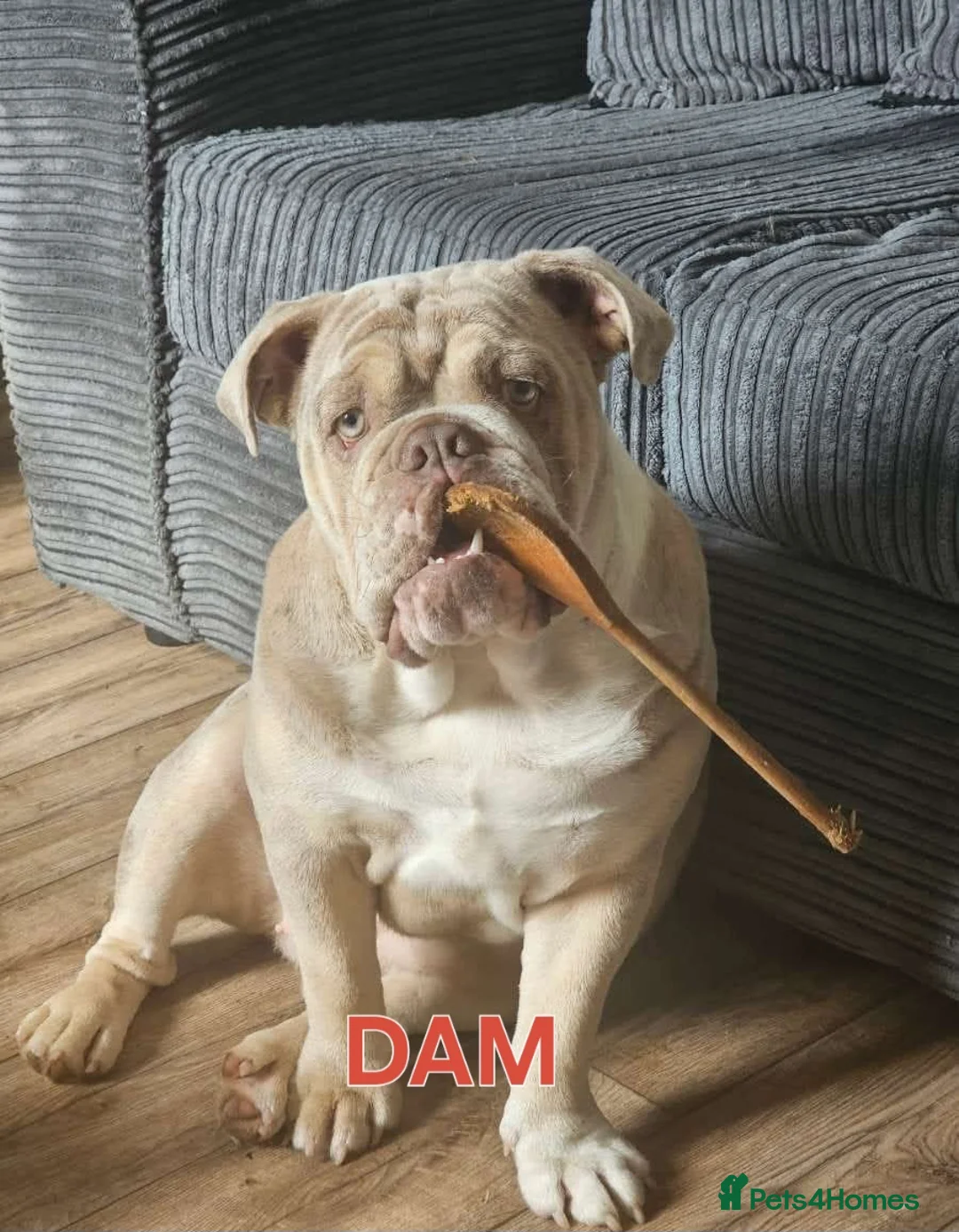 English Bulldog dogs for sale: STUNNING LILAC AND TAN ENGLISH BULLDOG PUPPIES in Wolverhampton - Advert 2