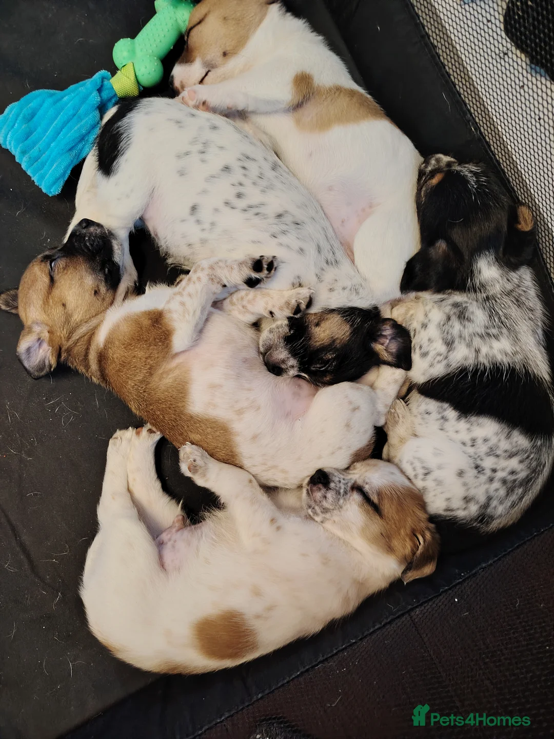 Jack Russell dogs for sale: Lovely jack Russell puppies - Advert 1