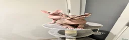Sphynx cats for sale: Beautiful SphynxBoys Looking for the Perfect Home  - Advert 19