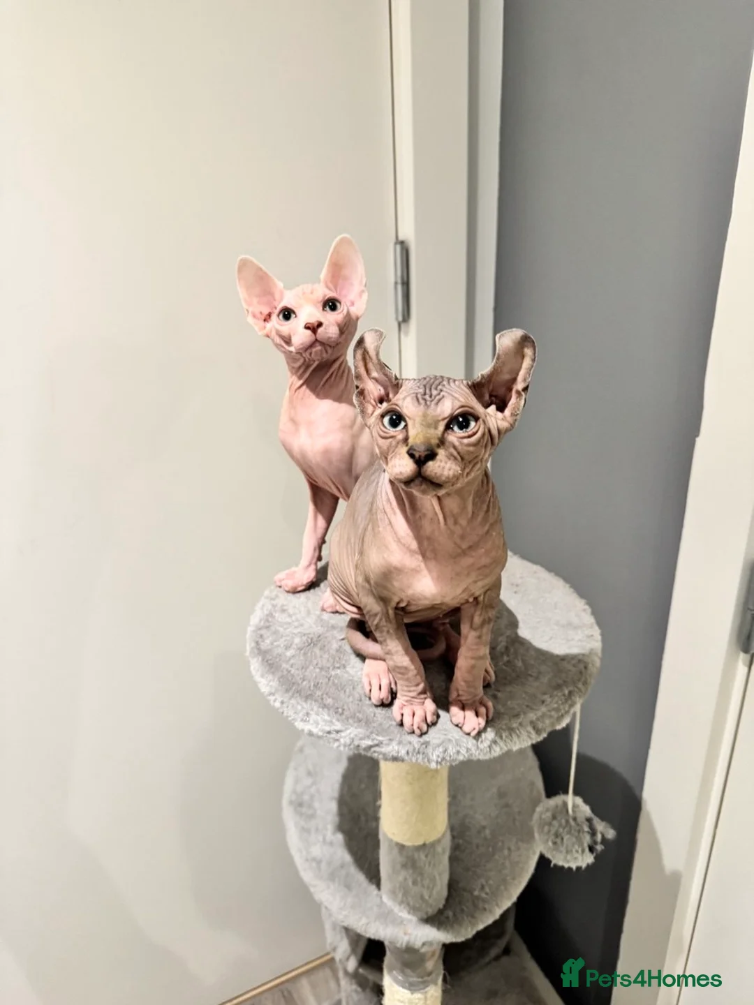 Sphynx cats for sale: Beautiful SphynxBoys Looking for the Perfect Home  - Advert 19