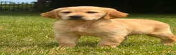 Golden Retriever dogs for sale: PUREBRED GOLDEN RETRIEVER PUPPIES – KC REGISTERED in Stamford - Advert 14