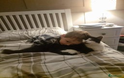 British Shorthair cats for adoption: 🪙Penny🪙 for adoption, fostered in BUCKS - Image 14