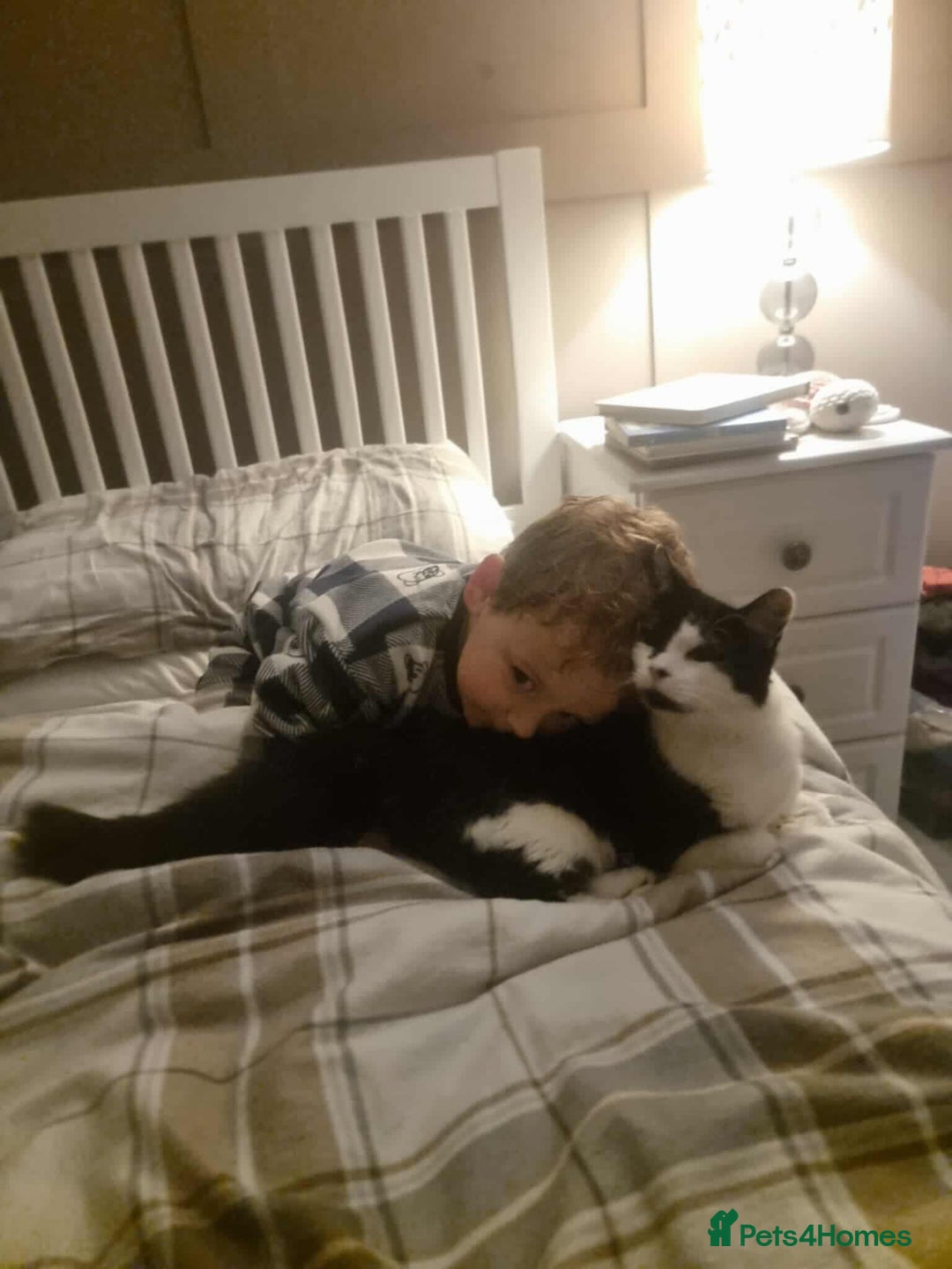 British Shorthair cats for adoption: 🪙Penny🪙 for adoption, fostered in BUCKS - Image 14