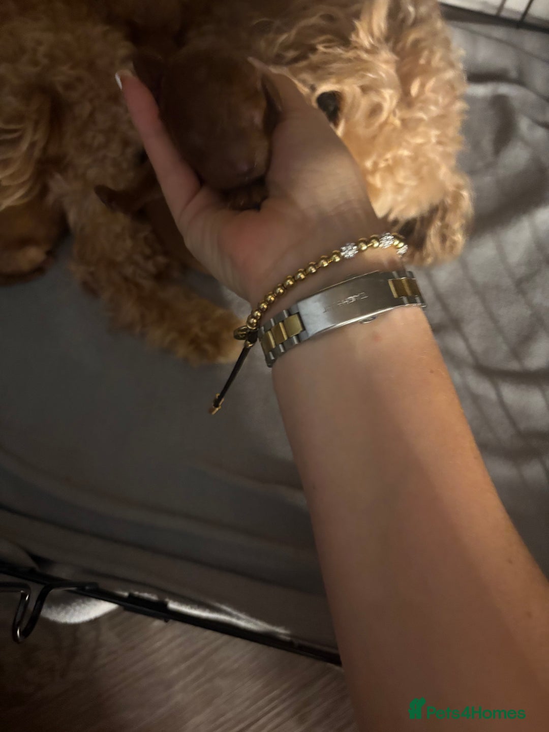 Cavapoo dogs for sale: FB1 cavapoo - Image 4