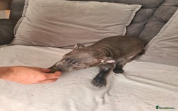 Staffordshire Bull Terrier dogs for sale: Lovely puppy  in Coventry - Image 21