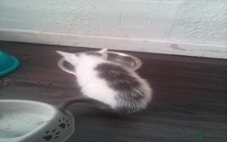 Mixed Breed cats for sale: 7 kittens are ready to go now  - Image 5