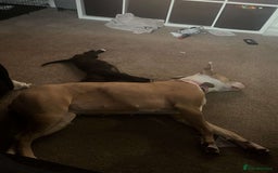 Mixed Breed dogs for sale: 9 week old cane corso cross - Image 6