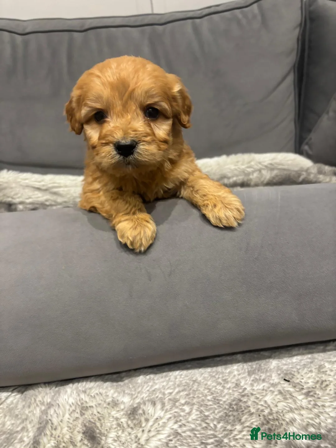 Cockapoo dogs for sale: F1 Cockapoos  - Advert 3