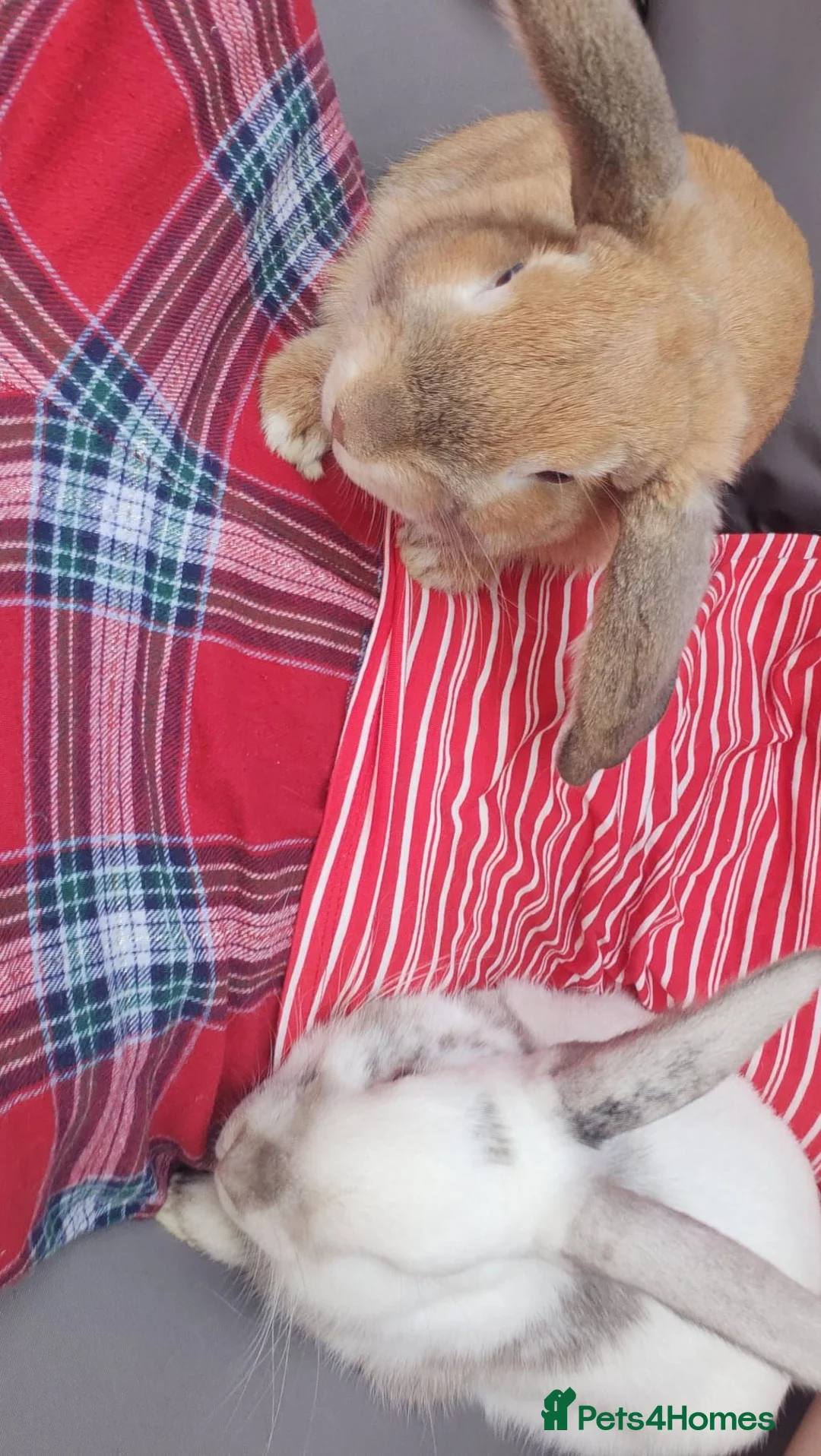 Mixed Breed rabbits for sale: Bambi and thumper in Manchester - Advert 5