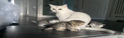 British Shorthair cats for sale: Stunning Tabby FULL PEDIGREECHAMPION BSH BABIES 😍 - Advert 2