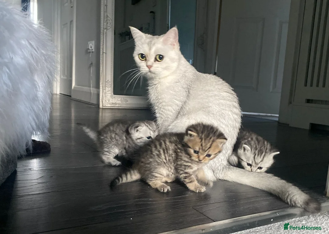 British Shorthair cats for sale: Stunning Tabby FULL PEDIGREECHAMPION BSH BABIES 😍 - Advert 2