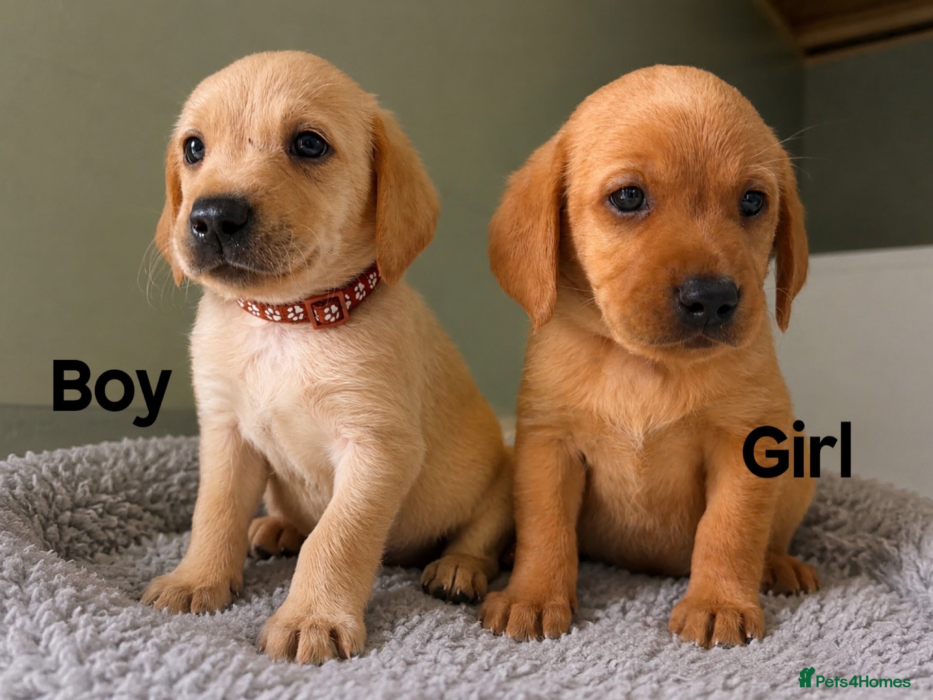 Labrador Retriever dogs Then there was 2 KC YELLOW & RED LABRADORS  - Advert 14