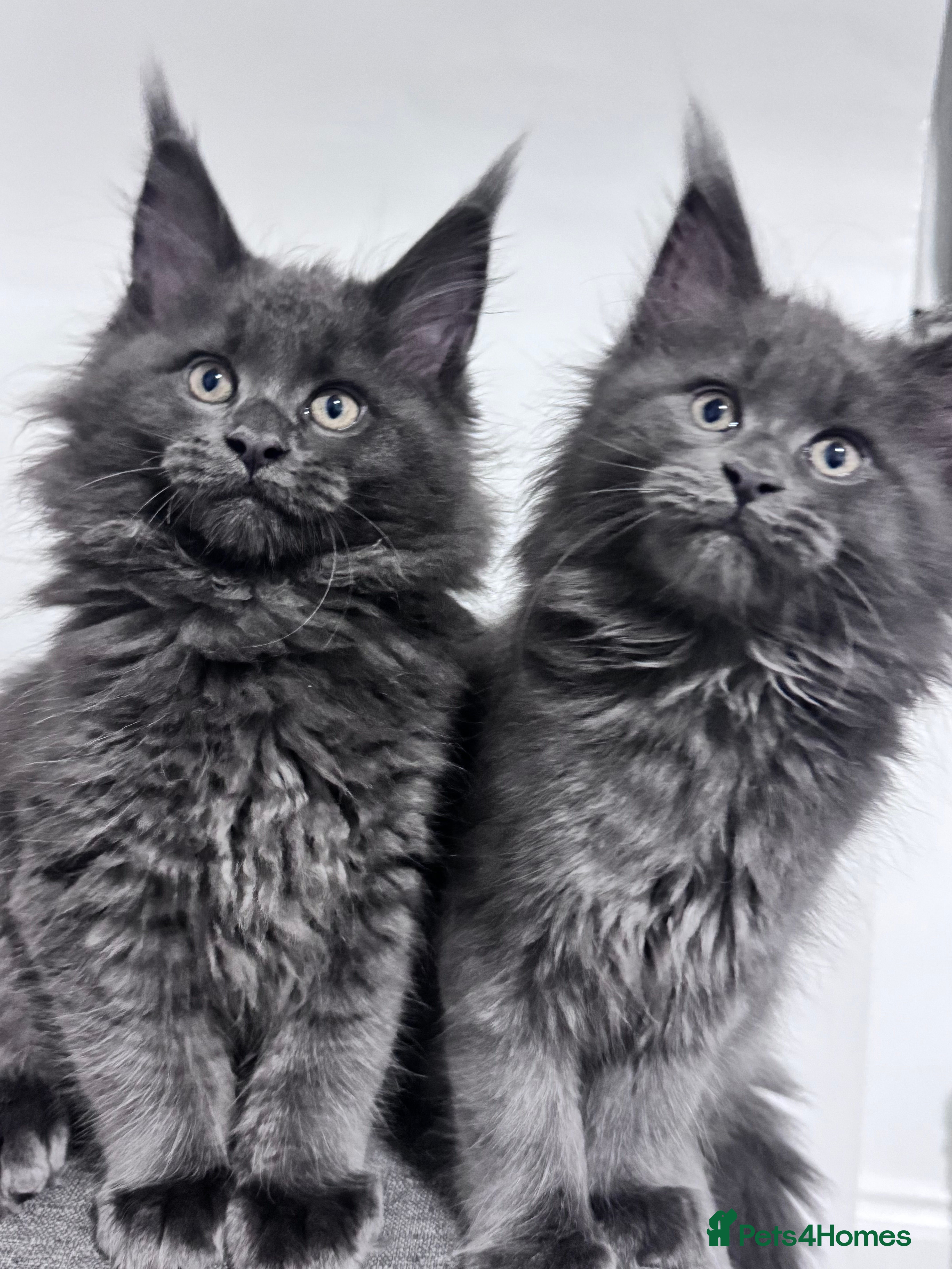 Maine Coon cats 3 Gorgeous Maine Coon Kittens – Fully Vet-Checked - Advert 1