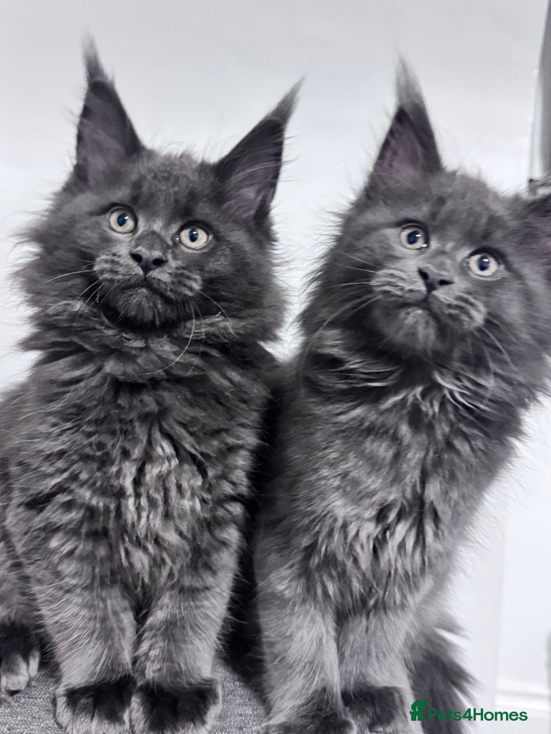 Maine Coon cats for sale: 3 Gorgeous Maine Coon Kittens – Fully Vet-Checked - Advert 1