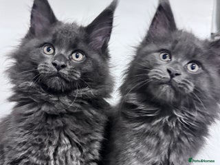 Maine Coon cats 3 Gorgeous Maine Coon Kittens – Fully Vet-Checked - Advert 3