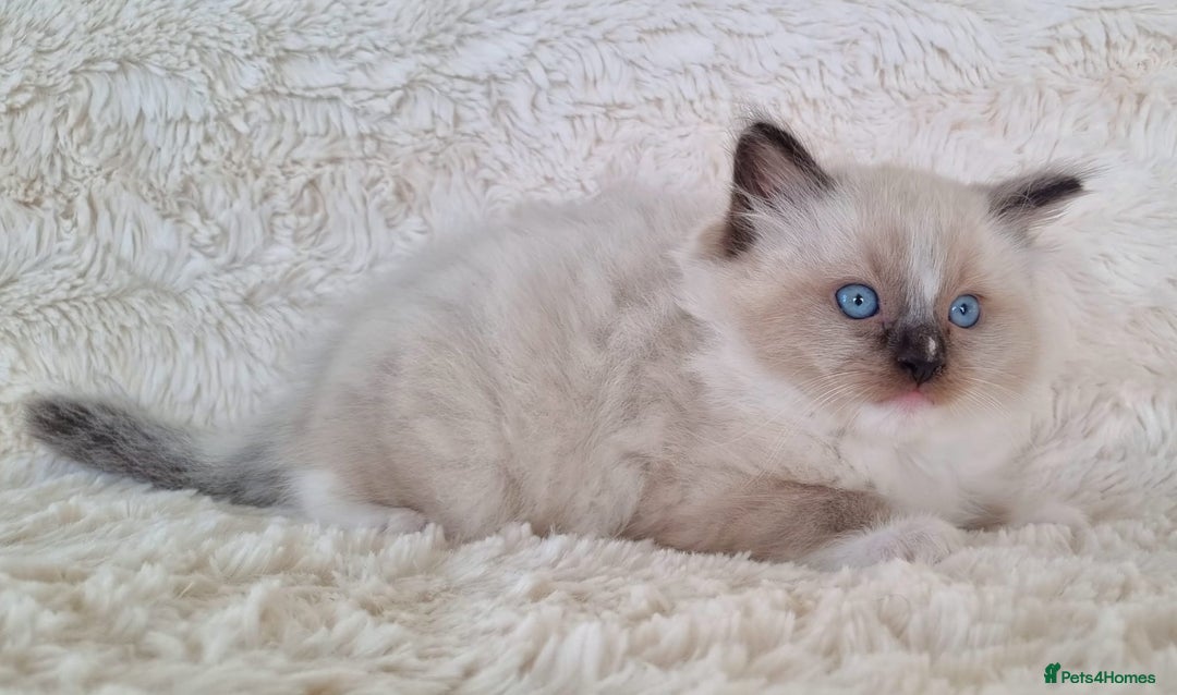 Ragdoll cats for sale: 💞BEAUTIFUL FULL PEDIGREE TICA RAGDOLL KITTENS 💞 - Image 11