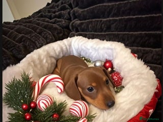 Miniature Dachshund dogs Stunning Miniature Dachshund kc reg READY NOW 🎄🎄 - Advert 17