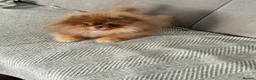 Pomeranian dogs for stud: Top quality proven Pomeranian stud  - Advert 4
