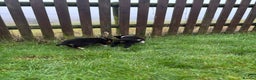 Border Collie dogs for sale: Collie puppies - Advert 6