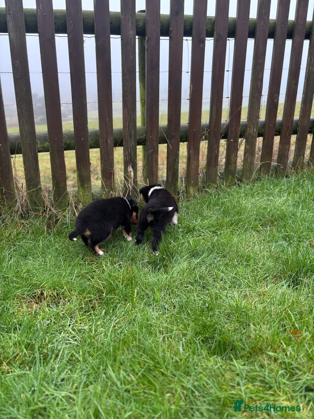 Border Collie dogs for sale: Collie puppies - Advert 6