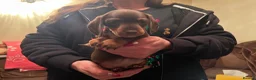 Miniature Dachshund dogs for sale: kc mini dachshund pups READY NOW - Advert 15
