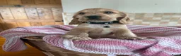 Cocker Spaniel dogs for sale: Ready now! Health tested show cocker spaniels - Advert 8