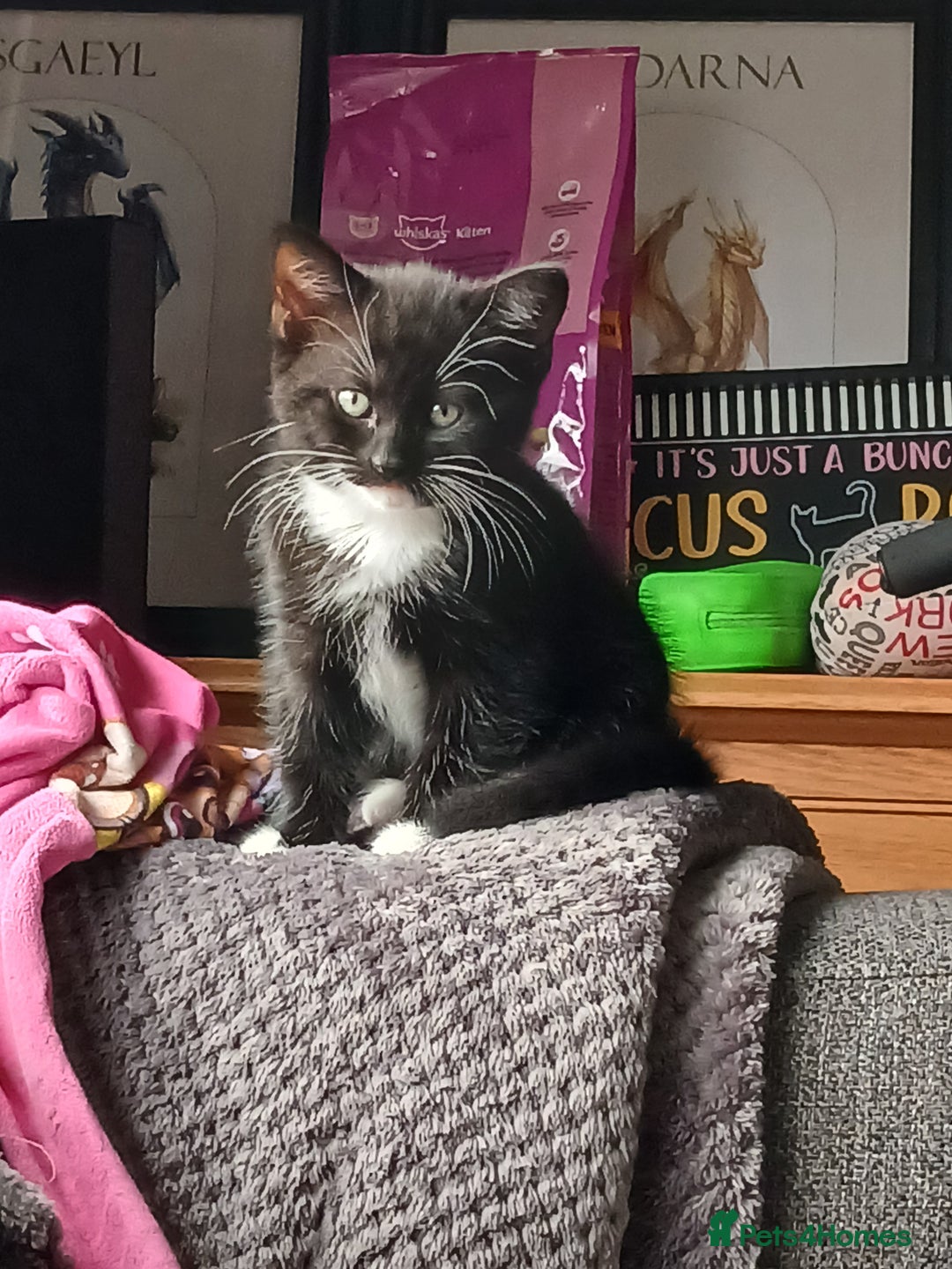 Mixed Breed cats for sale: Kittens  - Image 17