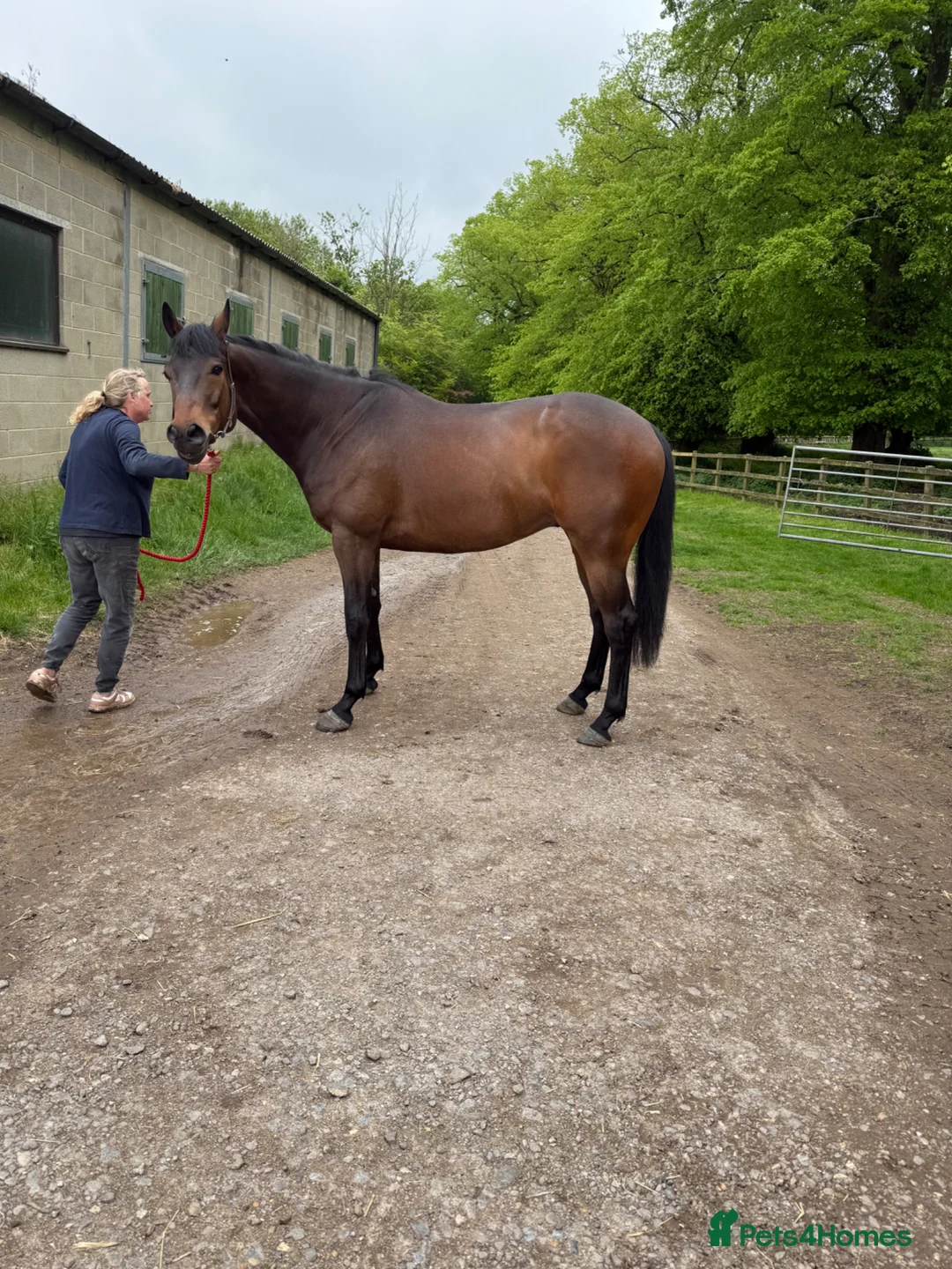 English Thoroughbred horses for sale: Louie 5 year old tb - Advert 8