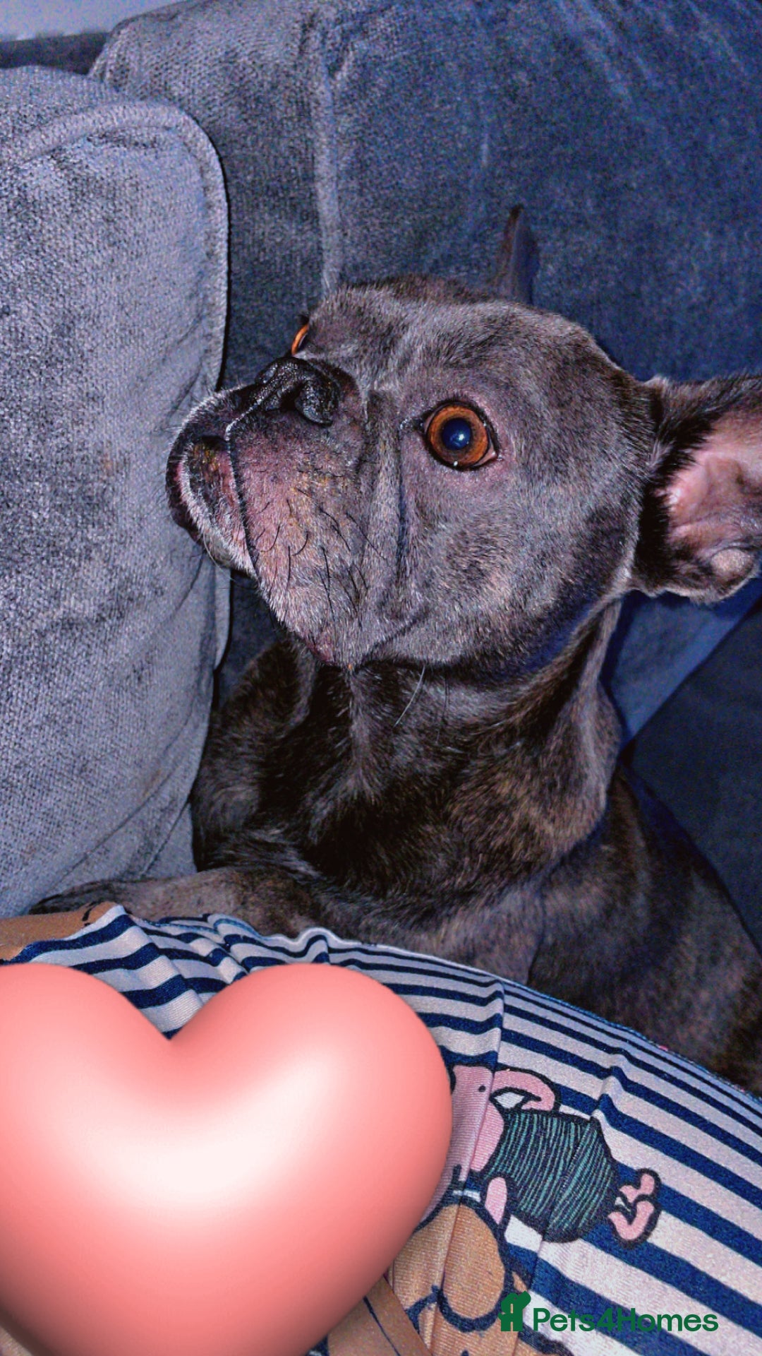 Mixed Breed dogs for sale: Frenchie/ dashund  - Advert 1