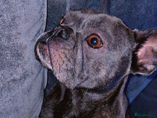 Mixed Breed dogs Frenchie/ dashund - Advert 14