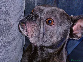 Mixed Breed dogs Frenchie/ dashund - Advert 18