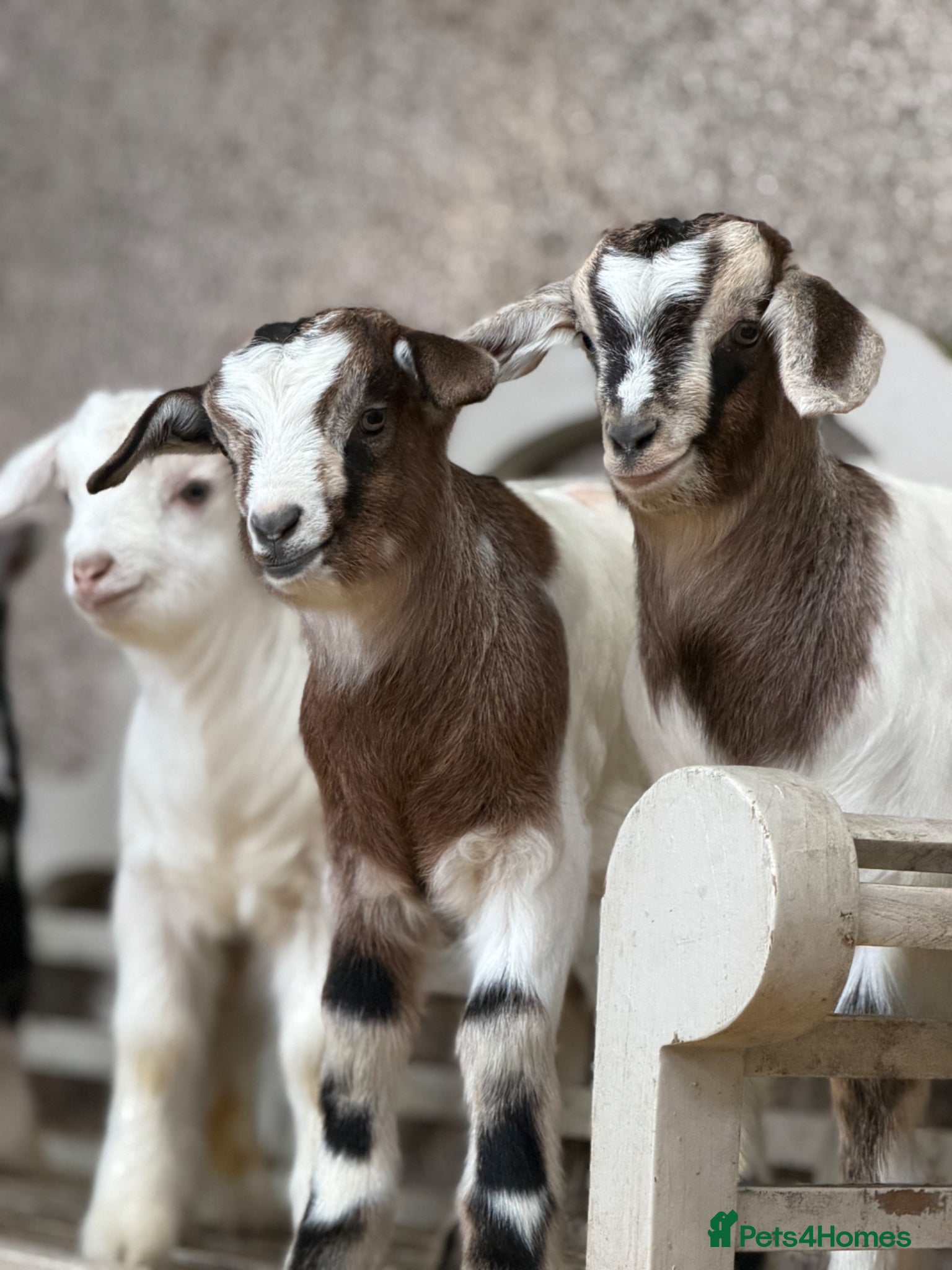 Goats livestock for sale: goats for sale (Not all goats are in the pictures) - Advert 2