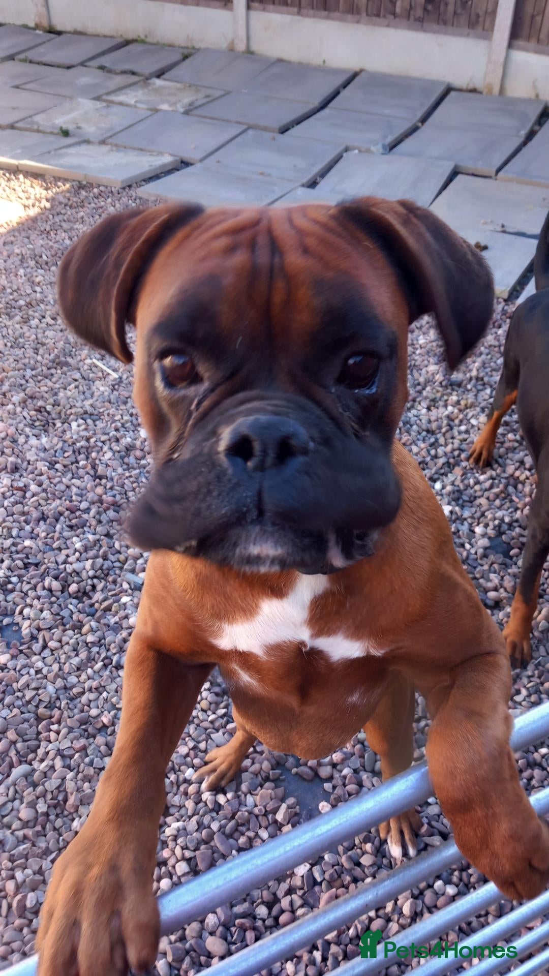 Boxer dogs KC Health Tested Proven Stud bobtail - Advert 1