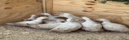 Ducks poultry for sale: Cherry valley young females - Advert 5