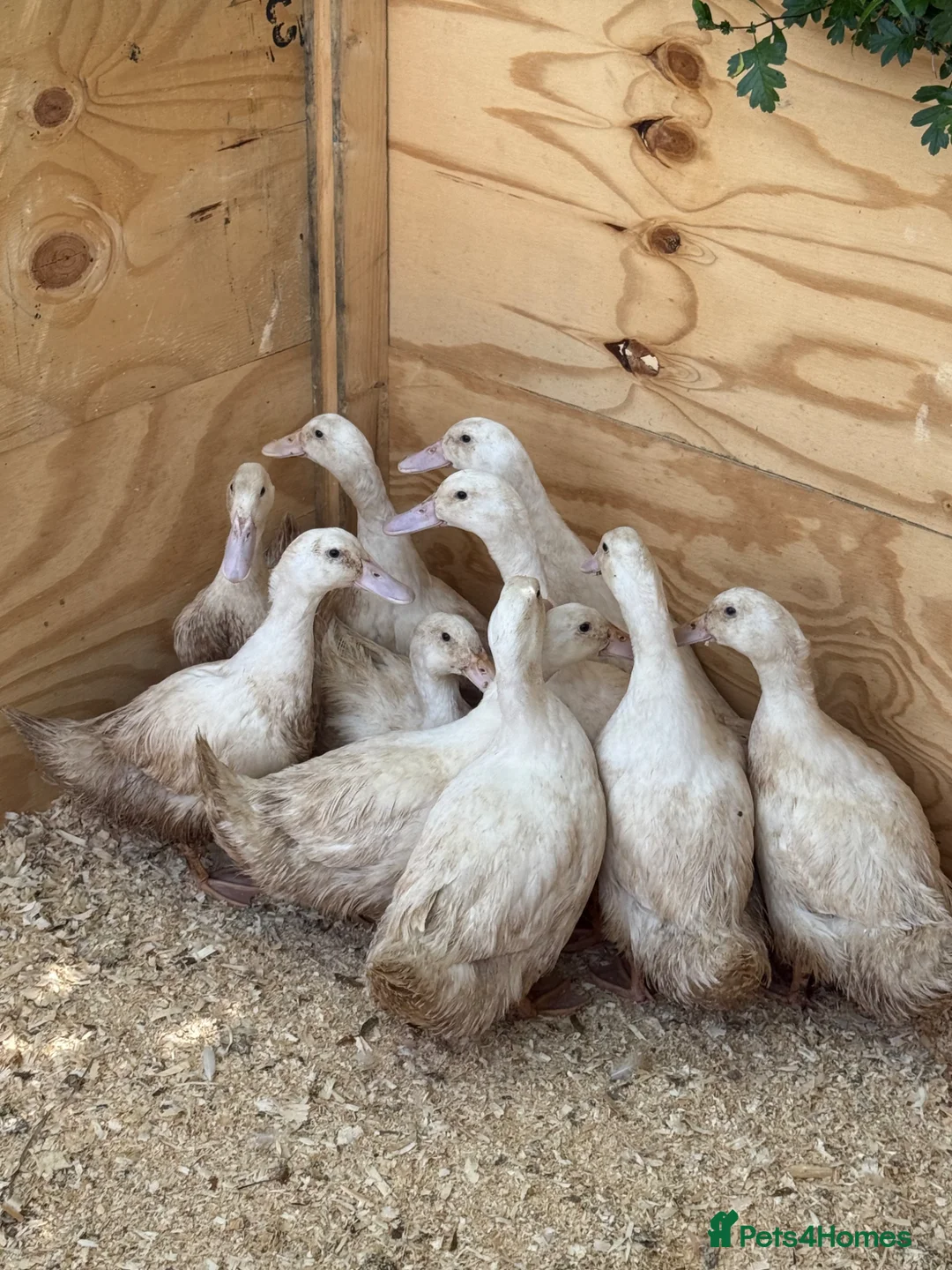 Ducks poultry for sale: Cherry valley young females - Advert 5