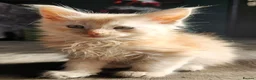 Maine Coon cats for sale: 6 Maine Coon kittens for sale  - Advert 9
