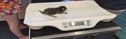Mixed Breed cats for sale: Rare opportunity to have loving bottle fed Kittens in Melton Constable - Advert 8